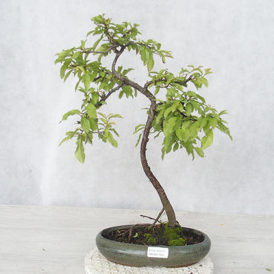 Outdoor bonsai - Prunus spinosa - Blackthorn - 1