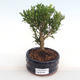 Indoor bonsai - Buxus harlandii - cork buxus PB2201054 - 1/4