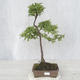 Outdoor bonsai - Prunus spinosa - Blackthorn - 1/2