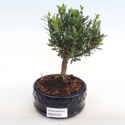 Indoor bonsai - Buxus harlandii - cork buxus PB2201055 - 1