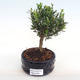 Indoor bonsai - Buxus harlandii - cork buxus PB2201055 - 1/4