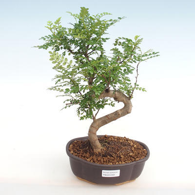 Indoor bonsai - Zantoxylum piperitum - Pepper PB2201058 - 1