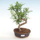 Indoor bonsai - Zantoxylum piperitum - Pepper PB2201058 - 1/4