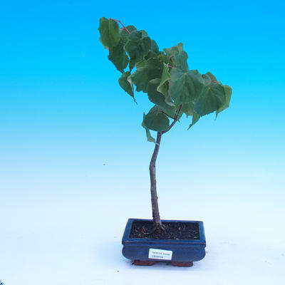 Outdoor bonsai - Tilia cordata - heart beetle