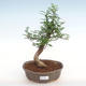 Indoor bonsai - Zantoxylum piperitum - Pepper PB2201061 - 1/4