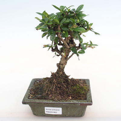 Indoor bonsai - Carmona macrophylla - Fuki tea PB2201063 - 1