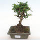 Indoor bonsai - Carmona macrophylla - Fuki tea PB2201063 - 1/5