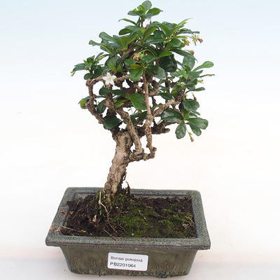 Indoor bonsai - Carmona macrophylla - Fuki tea PB2201064 - 1