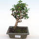 Indoor bonsai - Carmona macrophylla - Fuki tea PB2201064 - 1/5