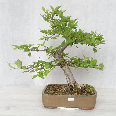 Outdoor bonsai-Ulmus Glabra-Solid clay - 1