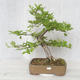Outdoor bonsai-Ulmus Glabra-Solid clay - 1/4
