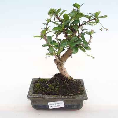 Indoor bonsai - Carmona macrophylla - Fuki tea PB2201066 - 1