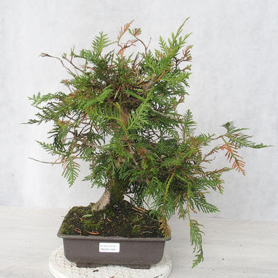 Outdoor bonsai - Thuja occidentalis - Arborvitae - 1