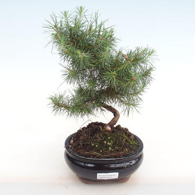 Indoor bonsai-Pinus halepensis-Aleppo pine PB2201071
