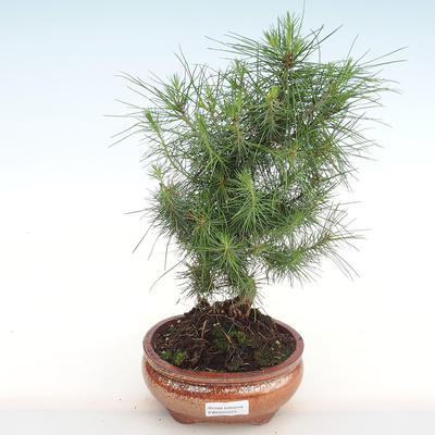 Indoor bonsai-Pinus halepensis-Aleppo pine PB2201073