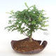 Indoor bonsai - Zantoxylum piperitum - Pepper PB2201086 - 1/4