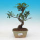Room bonsai - Ficus kimmen - little ficus - 1/2