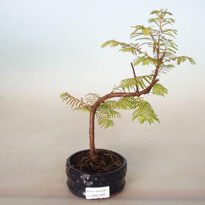 Outdoor bonsai - Metasequoia glyptostroboides - Chinese Metasequoia - 1