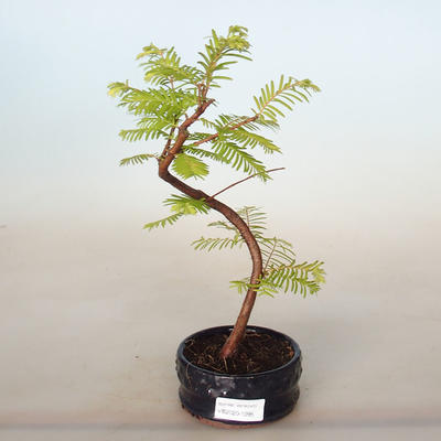 Outdoor bonsai - Metasequoia glyptostroboides - Chinese Metasequoia - 1