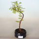 Outdoor bonsai - Metasequoia glyptostroboides - Chinese Metasequoia - 1/2