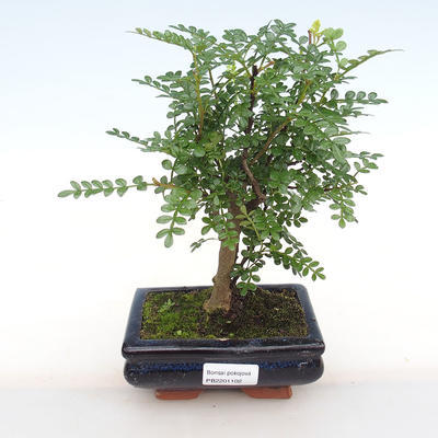 Indoor bonsai - Zantoxylum piperitum - Pepper PB2201102 - 1