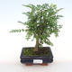 Indoor bonsai - Zantoxylum piperitum - Pepper PB2201102 - 1/4