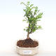 Indoor bonsai - Zantoxylum piperitum - Pepper PB2201107 - 1/5