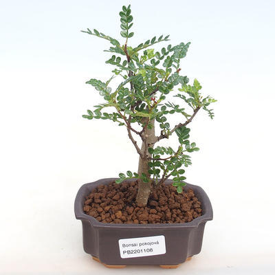 Indoor bonsai - Zantoxylum piperitum - Pepper PB2201108 - 1