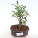 Indoor bonsai - Zantoxylum piperitum - Pepper PB2201108 - 1/5
