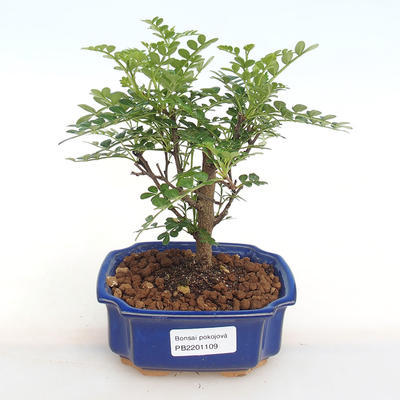 Indoor bonsai - Zantoxylum piperitum - Pepper PB2201109 - 1