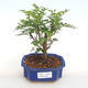 Indoor bonsai - Zantoxylum piperitum - Pepper PB2201109 - 1/5