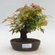 Outdoor bonsai - Buergerianum Maple - Burger Maple - 1/6
