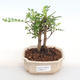 Indoor bonsai - Zantoxylum piperitum - Pepper PB2201111 - 1/5