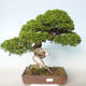 Outdoor bonsai - Juniperus chinensis Itoigava-Chinese juniper - 1/5