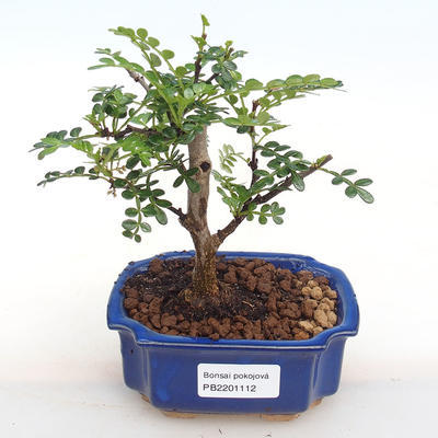 Indoor bonsai - Zantoxylum piperitum - Pepper PB2201112 - 1