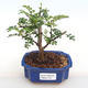 Indoor bonsai - Zantoxylum piperitum - Pepper PB2201112 - 1/5