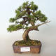 Outdoor bonsai - Juniperus chinensis Itoigava-Chinese juniper - 1/4