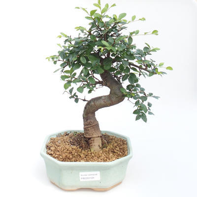 Indoor bonsai - Ulmus parvifolia - Small-leaved elm PB2201121 - 1