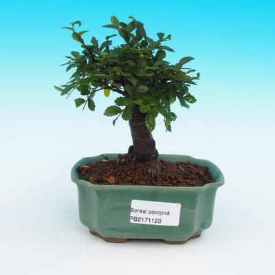 Room-bonsai Ulmus parvifolia-Malolistý elm - 1