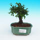 Room-bonsai Ulmus parvifolia-Malolistý elm - 1/3