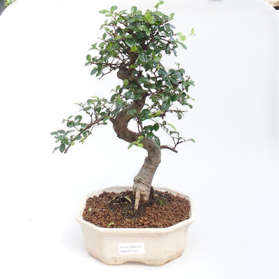 Indoor bonsai - Ulmus parvifolia - Small-leaved elm PB2201123 - 1
