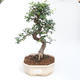 Indoor bonsai - Ulmus parvifolia - Small-leaved elm PB2201123 - 1/3