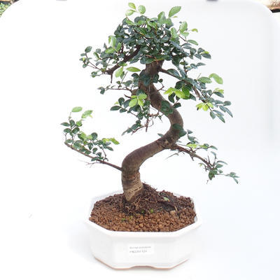 Indoor bonsai - Ulmus parvifolia - Small-leaved elm PB2201124 - 1