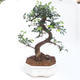 Indoor bonsai - Ulmus parvifolia - Small-leaved elm PB2201124 - 1/3