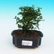 Room-bonsai Ulmus parvifolia-Malolistý elm - 1/3