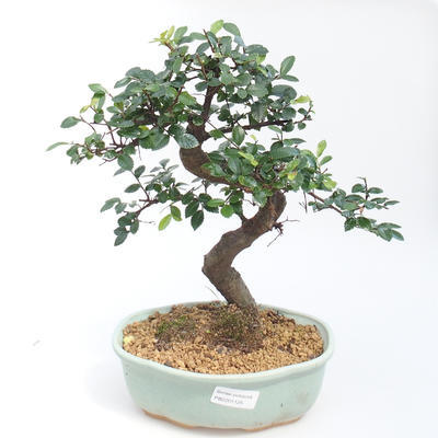 Indoor bonsai - Ulmus parvifolia - Small-leaved elm PB2201125 - 1