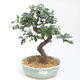 Indoor bonsai - Ulmus parvifolia - Small-leaved elm PB2201125 - 1/3