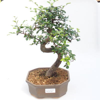 Indoor bonsai - Ulmus parvifolia - Small-leaved elm PB2201126 - 1