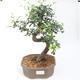 Indoor bonsai - Ulmus parvifolia - Small-leaved elm PB2201126 - 1/3