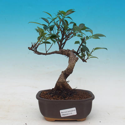 Room bonsai - Ficus kimmen - little ficus - 1
